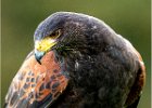 5  Harris Hawk.jpg